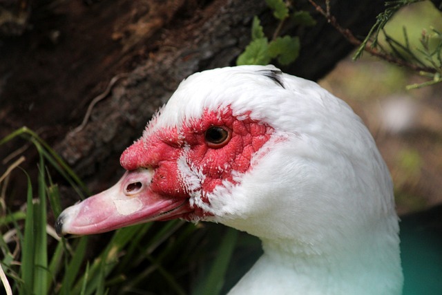 而曼联则需 而曼联则需