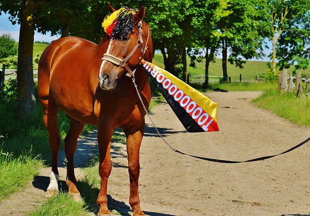 向经验主导 向经验主导